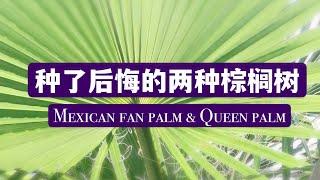 两种棕榈不要种，Mexican fan palm 和 Queen palm