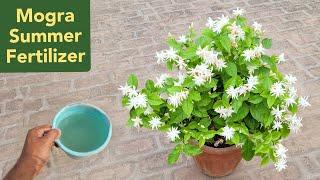 Mogra jasmine plant summer care & fertilizer  मोगरा से गर्मियों में ज्यादा फूल पाने का टॉप सीक्रेट