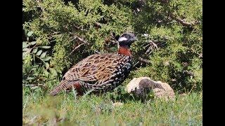 Black Francolin  Francolinus francolinus  Φραγκολίνα - Cyprus