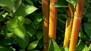 Bambus Phyllostachys aureosulcata aureocaulis in Nord-West Germany