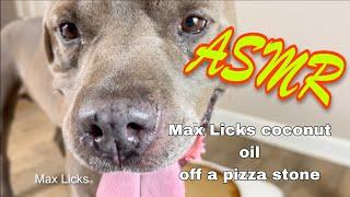 Max Licks  ASMR  Dog Licking Sounds  Tingles  No Talking