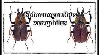 Sphaenognathus xerophilus - Präparation  Mounting