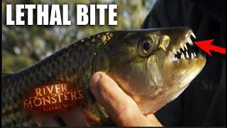 How Dangerous Is A Tiger Fish?  River Monsters