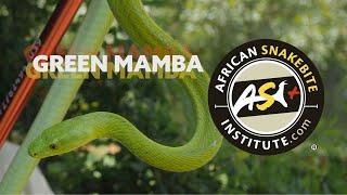 The Deadly Dozen - Green Mamba Dendroaspis angusticeps