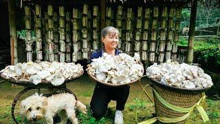 Harvesting Oyster Mushroom Goes To Market Sell - Cook Food For Pig & Duck  Phuong Daily Harvesting