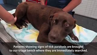 Animal Emergency Service Underwood - Tick Paralysis Patient