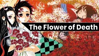 Why this Red Flower is in Every AnimeManga Red Spider LilyHiganbana
