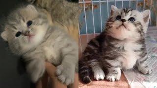 Kumpulan Video Kucing Lucu Imut Gemesin  Pasti Kamu Suka