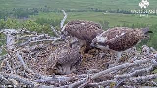 Third fish is small disappears fast and Dorcha the Loch Arkaig Osprey is still hungry 24 Jun 2024