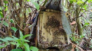 Peralihan musim hujan ke musim kemarau semua kotak jebakan dihuni lebah liar.