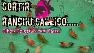 Sortir Maskoki Ranchu Callico  Umur 2 Bulan 2021