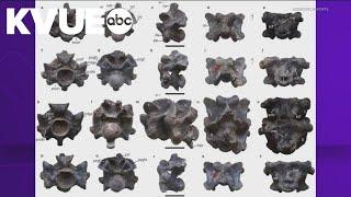 Ancient snake Vasuki indicus may have weighed a ton