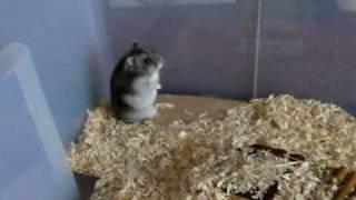 The Curious Hamster