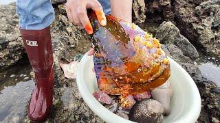 How old is this scallop? It is huge and has pearls.