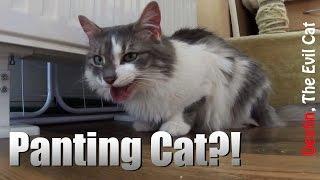 Causes of Cat Panting - Tips for Beginner Cat Owners