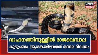 വാഹനത്തിനുള്ളിൽ രാജവെമ്പാല കുടുങ്ങി കുടുംബം ആശങ്കയിലായത് ഒന്നര ദിവസം King Cobra Malayalam News