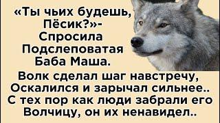 «Красная шапочка где твой Серый волк?»-над бабой Машей в деревне посмеивались а Она…