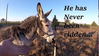 To Ride A Donkey