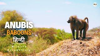 Anubis Baboons - हिन्दी डॉक्यूमेंट्री  Wildlife documentary in Hindi