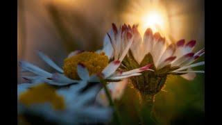 Blumenwiese  Bienen Blumen  entspannen