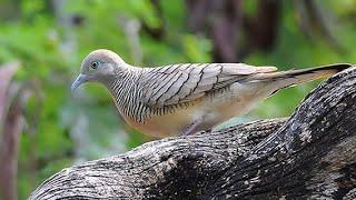 Zebra Dove Geopelia striata 4K