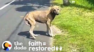 This Woman Tries To Rescue A Dog For An Entire Month  The Dodo Faith = Restored