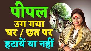 पीपल उग गया घर या छत पर? हटायें या नहीं ज्योतिष अनुसार  Do you need to remove peepal tree from home