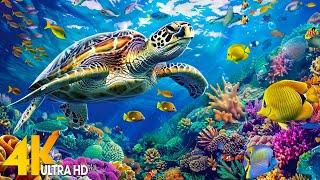 NEW 11HR Stunning 4K Underwater Footage  Rare & Colorful Sea Life Video-Relaxing Sleep Music