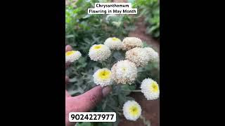 Chrysanthemum Flowring in May Month 50 variety available order Now