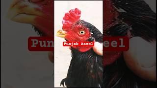 Punjab Aseel #aseelmurga #youtube #viralshorts #viralvideo #punjabaseel #aseel #tiktok #tiktokviral