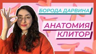 Анатомия — Клитор