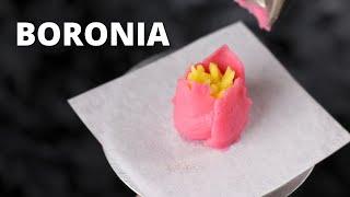 How to pipe buttercream boronia flower  Cake Decorating For Beginners 