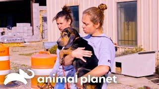 Tia Torres Rescues 8 Dogs From a Mississippi Shelter  Pit Bulls & Parolees  Animal Planet