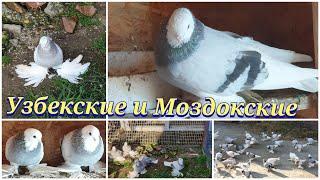 Узбекские и Моздокские голуби Сергея Uzbek and Mozdok pigeons of Sergei