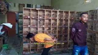 Info Stok dan harga burung terbaru Minggu 7 Juli 2024. Malik Jaya Sepatan