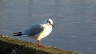 Herring Gull By The River Tay On History Visit To Dundee Tayside Scotland