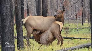 Bull elk bugles in the background while cow elk nurses her calf.