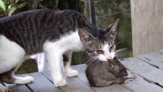 Fight Cat vs Huge Rat