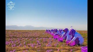 Herat SaffronR Pioneer Saffron Exporter of Afghanistan