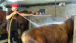  PROSES PEMBERSIHAN KANDANG SAPI MODERN RAMAH LINGKUNGAN #Eps50