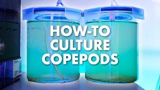 How To Culture Live Copepods At Home - Simple DIY Set-up  Blue Reef Tank