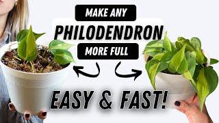 How To Make Philodendron Houseplants Bushier EASY  GROW HUGE PHILO PLANTS AT HOME