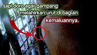 sapi Duro gampang beranak urut di bagian kemaluanya