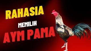 Rahasia Pemilihan Ayam Pama Berkualitas Tinggi