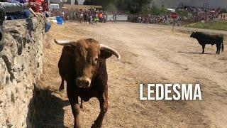 Ledesma 2024 Espantes con Toros Bravos