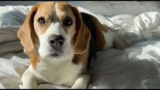 Cute beagle cant resist lure of toast