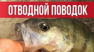 ОТВОДНОЙ ПОВОДОК Самый ЛУЧШИЙ и ПРОСТОЙ монтаж 2019  Рыбалка с Fishingsib