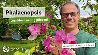 Phalaenopsis - Pflege Standort Dünger Schädlinge. Orchideen  gardify tipps
