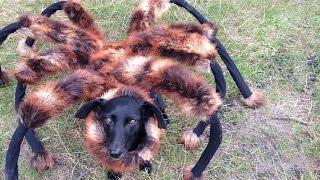 Mutant Giant Spider Dog SA Wardega