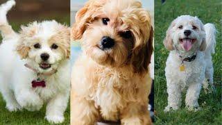 Cavachon  Funny and Cute dog video compilation in 2022.